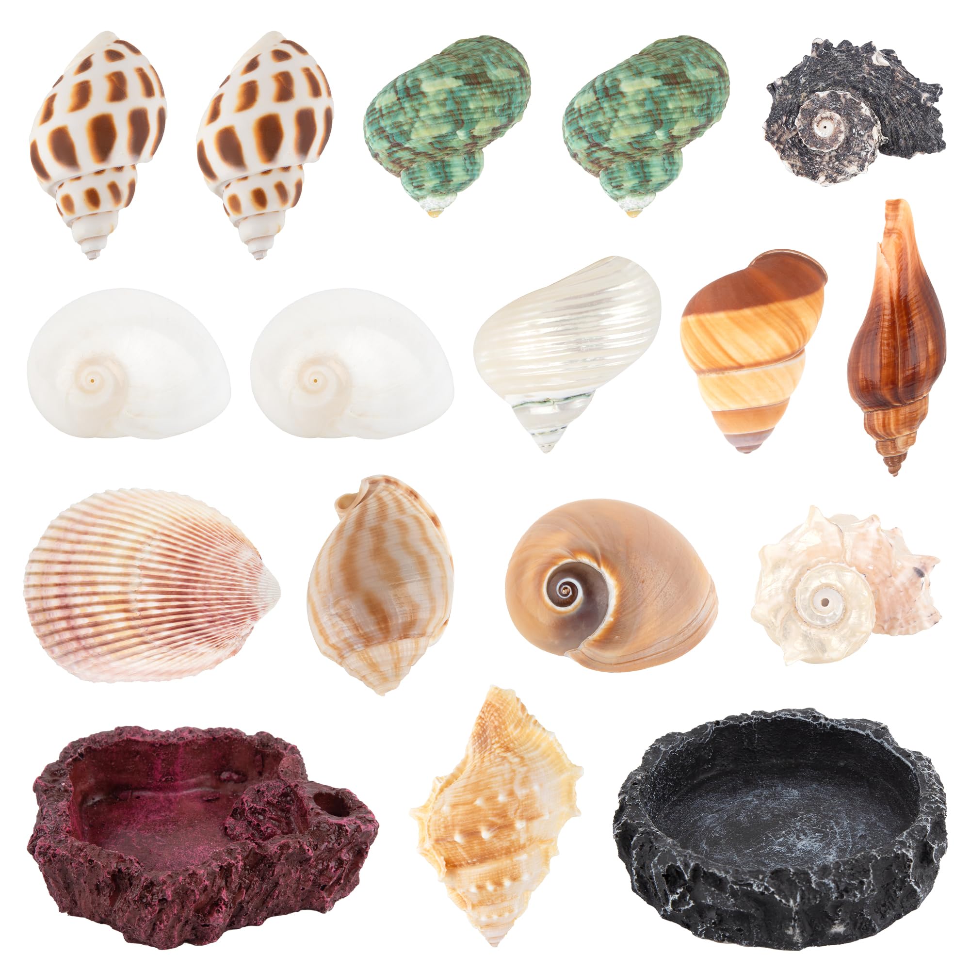 Amazon.com : SINKOO 15PCS Hermit Crab Shells with 2 Food Water
